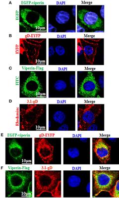 The Interaction Mechanism Between Herpes Simplex Virus 1 Glycoprotein D and Host Antiviral Protein Viperin